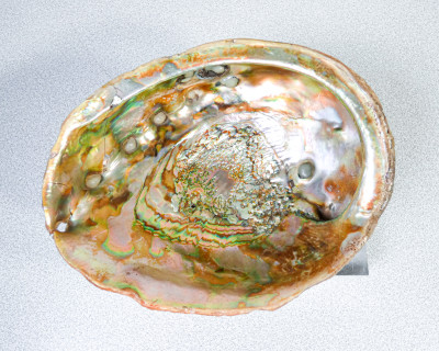 Coppia di sculture, svuotatasche di design ricavate da un paio di abaloni. Italia