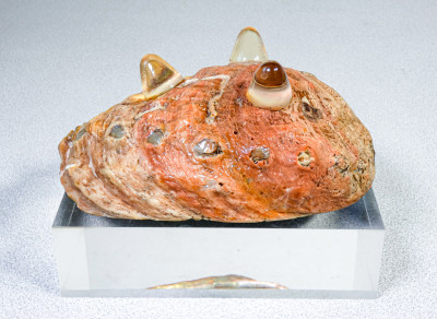 Coppia di sculture, svuotatasche di design ricavate da un paio di abaloni. Italia